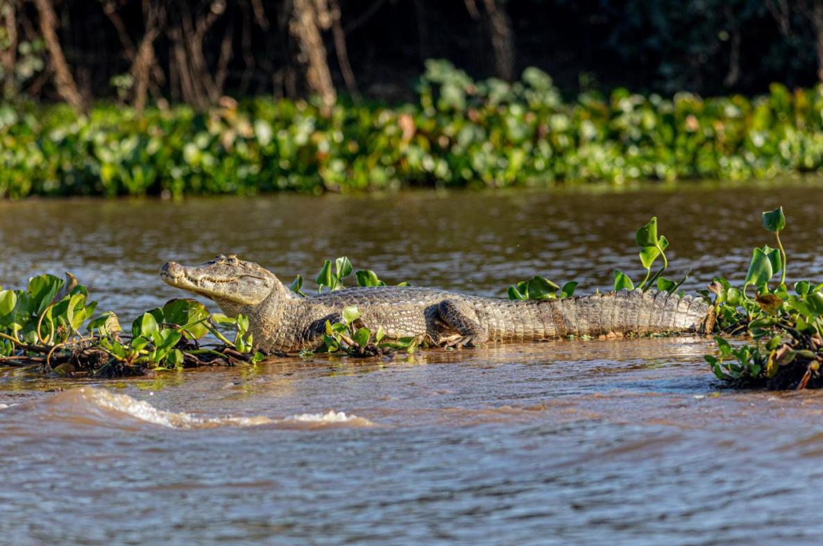 Pantanal - Pousada Sia Mariana Barao de Melgaco Ngoại thất bức ảnh